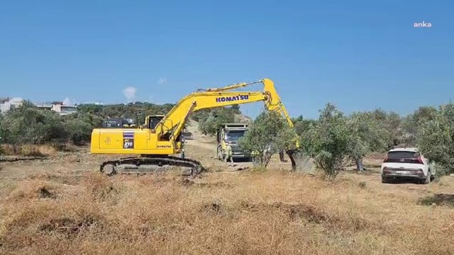 Hatay'da zeytin katliamı devam ediyor