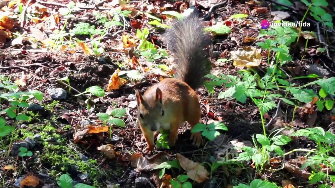 invideo-ai-720 Sammy the Squirrel's Sparkling Adventure 2024-08-30