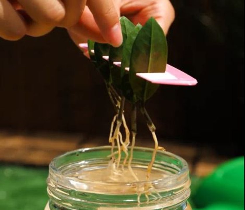 Super gardening tips for a lush garden!