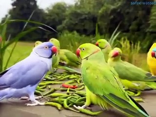 Birds voice sweet