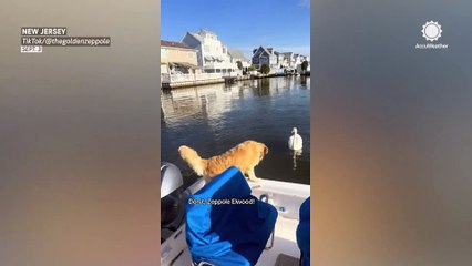 Dog chases after swan at the Jersey Shore