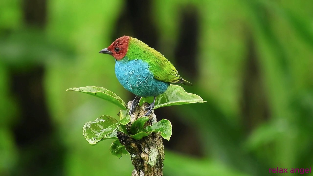 birds chirping  music to calm the mind, stop thinking music for sleep,