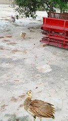 New peacock chicks agy