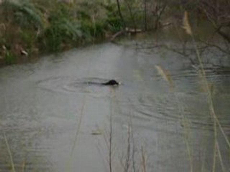 Black Pearl mars 08 Rapport eau Mazet de la Crau