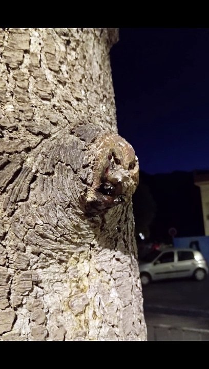 Seeing Faces in Everyday Objects - Part 110