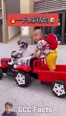 _dog _woodworkingartandcrafts _funny _woodworking _vlog _amazingfacts _fact _amazingfact _pet(360P)