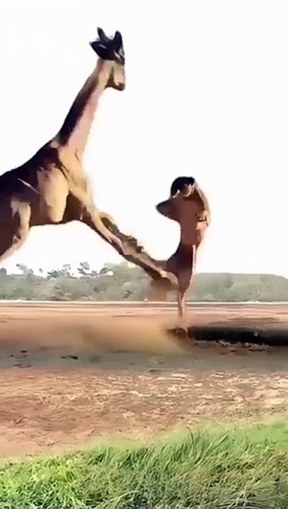 FIGHT CAMEL AND LION,,,