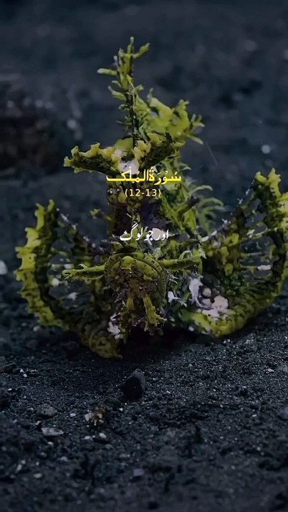 Quran || Holy Quran || Quran video || Recite