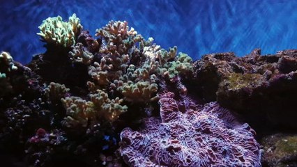 Mundo Verde: Corales sin color