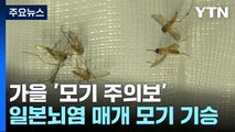 여름엔 줄고 선선해지면 늘고...가을 '모기 주의보' / YTN