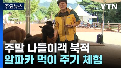'몽실몽실' 귀여운 알파카와 함께 가을 나들이 / YTN