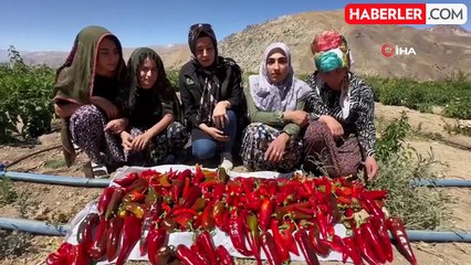 Yüksekova'da Kadınların El Emeğiyle Kapya Biber Hasadı