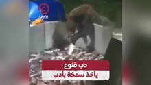 دب قنوع يأخذ سمكة بأدب