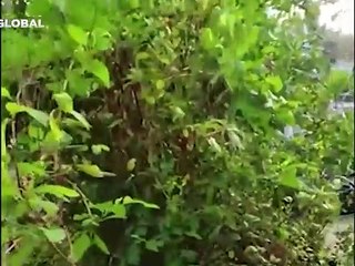 Kediye takılan kameranın kaydettiği görüntüler izlenme rekoru kırdı