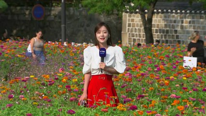 [날씨] 가을의 전령사 코스모스 활짝...늦더위 속 가을 성큼 / YTN