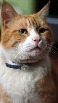 are a huge hit on the internet, capturing the playful, quirky, and often hilarious moments of cats in everyday situations. Whether it's a cat chasing a laser pointer, performing funny antics, or simply lounging around with a regal demeanor, they tend to c