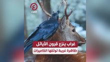 غراب ينزع جلد قرون الأيائل.. ظاهرة غريبة توثقها الكاميرات