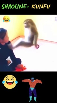 Monkey Hitting A kick and slap a Girl Funny Animal Video #monkey #funny #viralvideo #video