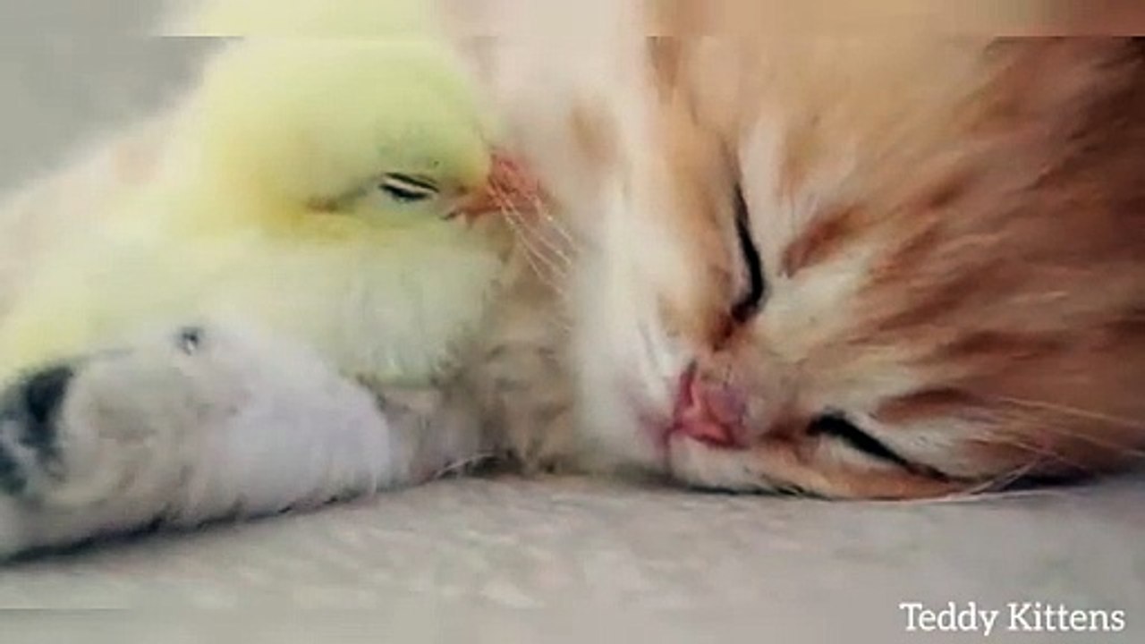 Kitten sleeps sweetly with the Chicken#cat #catvideos #viralvideo