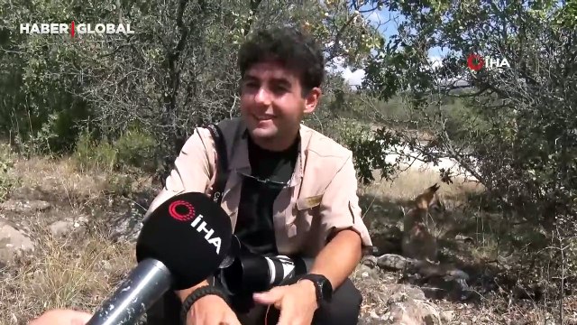 “Yaban hayvanları zararsız” dediği anda tilkinin saldırısına uğradı