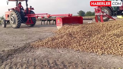 Yer fıstığı üreticileri satışlardan memnun değil