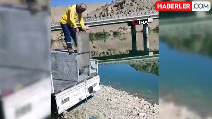 Balıklara zarar veren su samuru yakalandı ve doğaya salındı