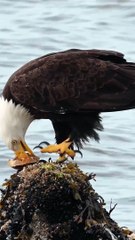 eagle flies in search of food