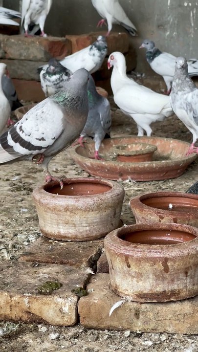 #trending #usa #viral #shortvideo #baby #pet #animals #birds #pigeon #pigeonlove #danish #magpies