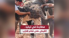 مطاردة في تركيا.. القبض على نعام هارب