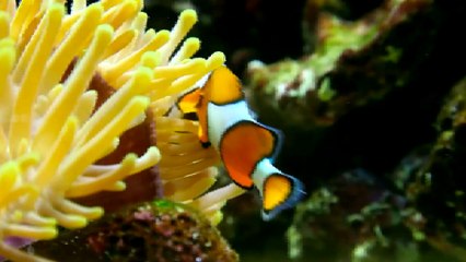 Beautiful Fish Scene | Fish | 4k scenes of fish | Water Fishes | Nature