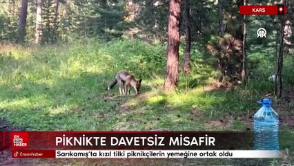 Sarıkamış'ta kızıl tilki piknikçilerin yemeğine ortak oldu
