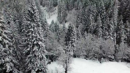 4k Video Of Snow Fall | Snow On Tree Beautiful Scene | Natural scene | Nature | Snowfalling