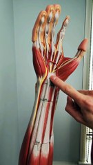 What is the carpal tunnel?