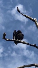 Minutes Mastery a bite-sized learning series | Vol 1 Ep 3 Admitting Flaws  | Dr. Veena K. Arora, Triumph through Training Pvt. Ltd. (3T)