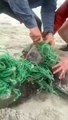 The photographer was in the West Coast National Park in South Africa. Fortunately, he managed to rescue three penguins entangled in the net. In this video, you can see only two of them - very grateful that they all succeeded in this rescue.