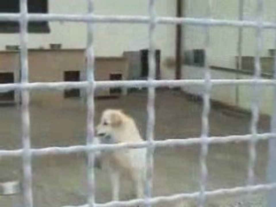 adopt me!