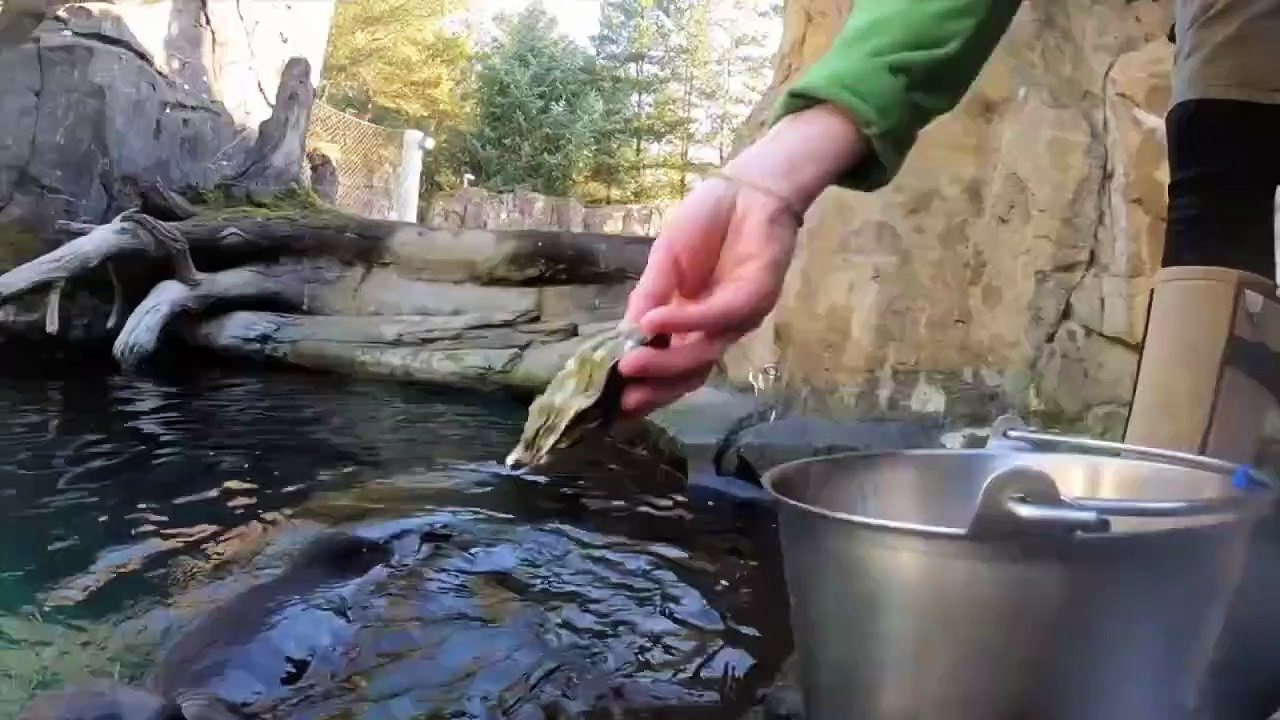 Smart foodie sea otter, teach you the correct way to eat oysters open