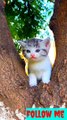 Cute caty very nice beautiful cat #naturalneautu933#natural#beauty#natural#nicelook#verybeautiful#nicelook#cutecat#nicebaby