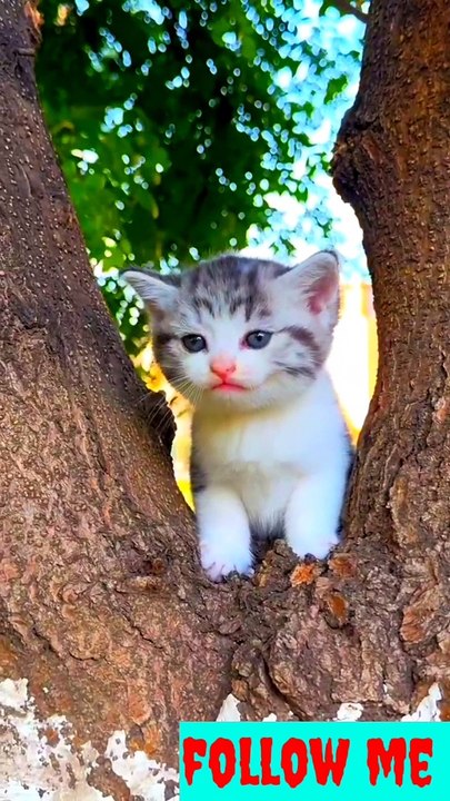 Cute caty very nice beautiful cat #naturalneautu933#natural#beauty#natural#nicelook#verybeautiful#nicelook#cutecat#nicebaby