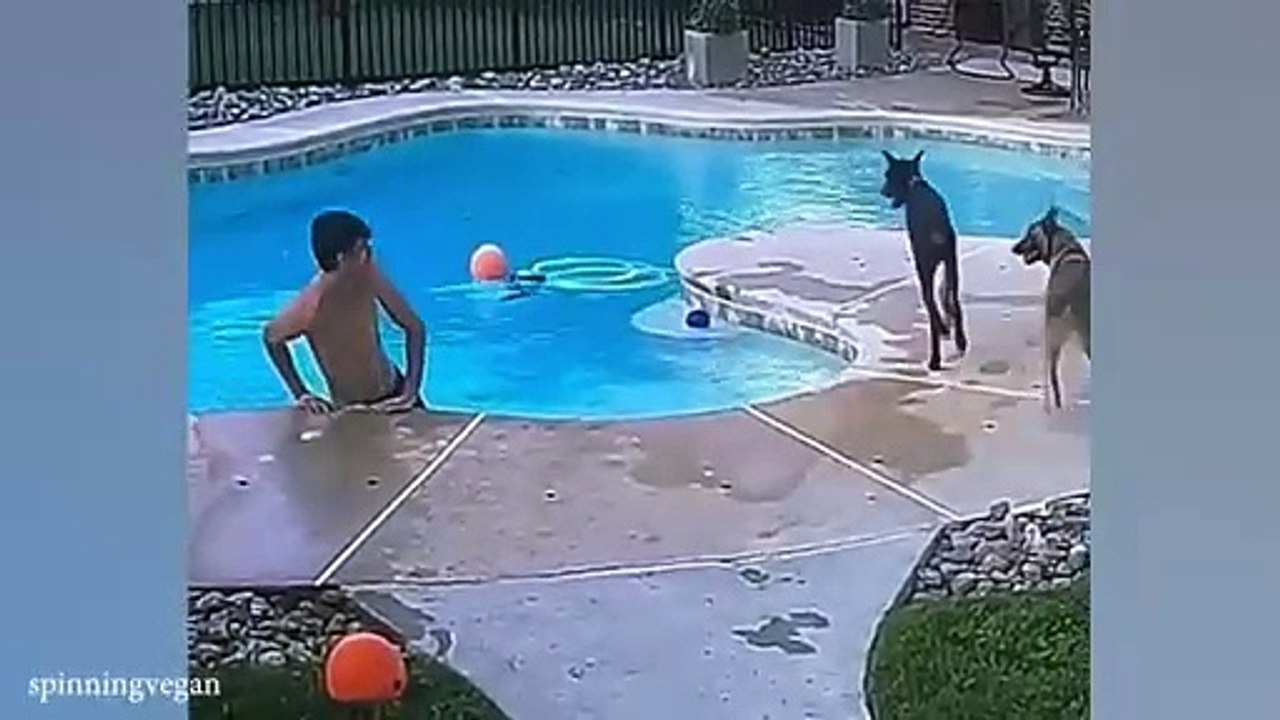 New Funniest Animal VideosYou Can't Stop Laughing At These Funny Dogs and Cats