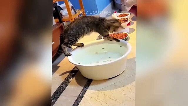 Funniest animals will make you laugh uncontrollably