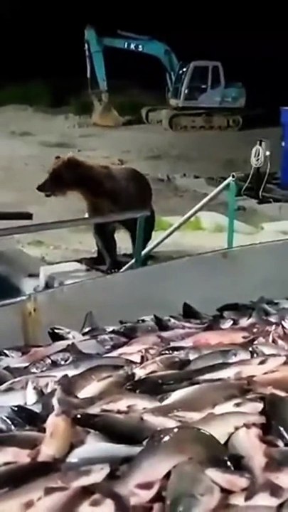 Cet ours vient voir si le poisson est frais