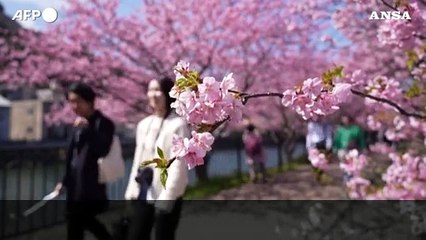 Giappone, migliaia a Kawazu per la fioritura anticipata dei ciliegi