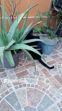 #animales y #mascotas #shorts #gatito chamacorron y #perro #panchito #jugando bien agusto en patio