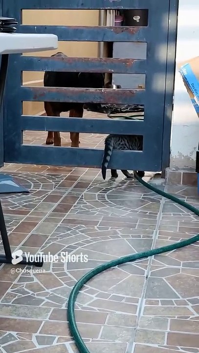 El gato chamacorron conoce a el perro panchito y son muy buenos amigos #shorts gatito pernanca
