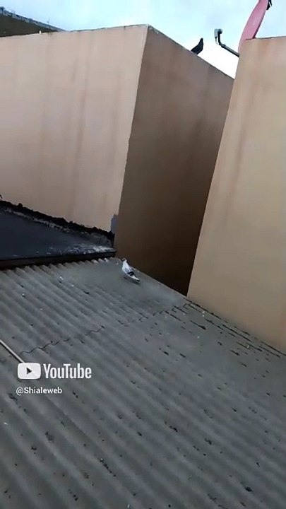 Aparece un ser alado en el techo de la casa del vecino #shorts una paloma blanca en su panal
