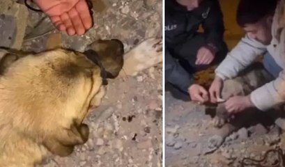 Diyarbakır’da büyük vicdansızlık! Köpeğin ağzını iple bağladılar