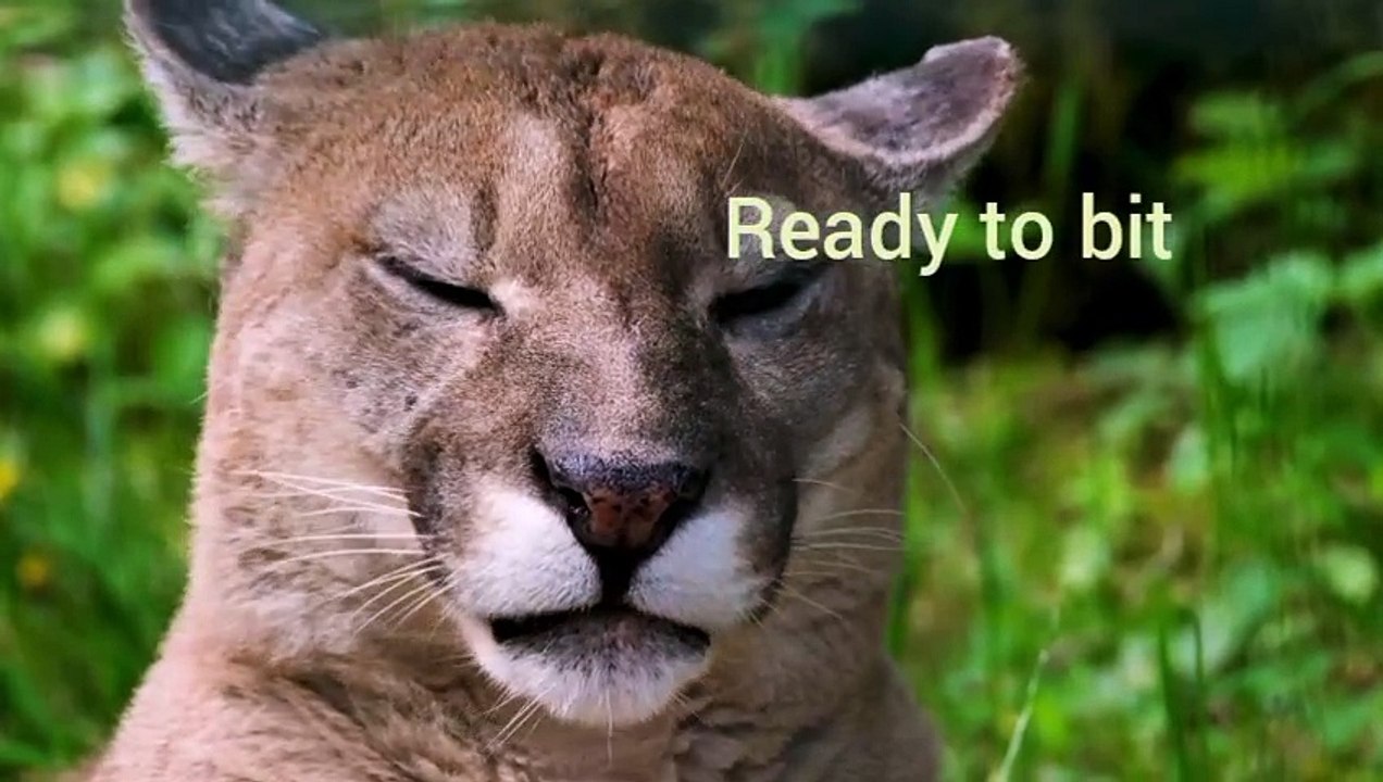 LION READY TO BIT