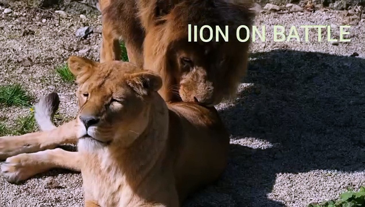 Africa Lion