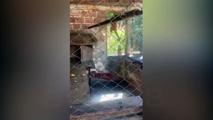 Macaco-prego que viveu 31 anos preso em gaiola é resgatado